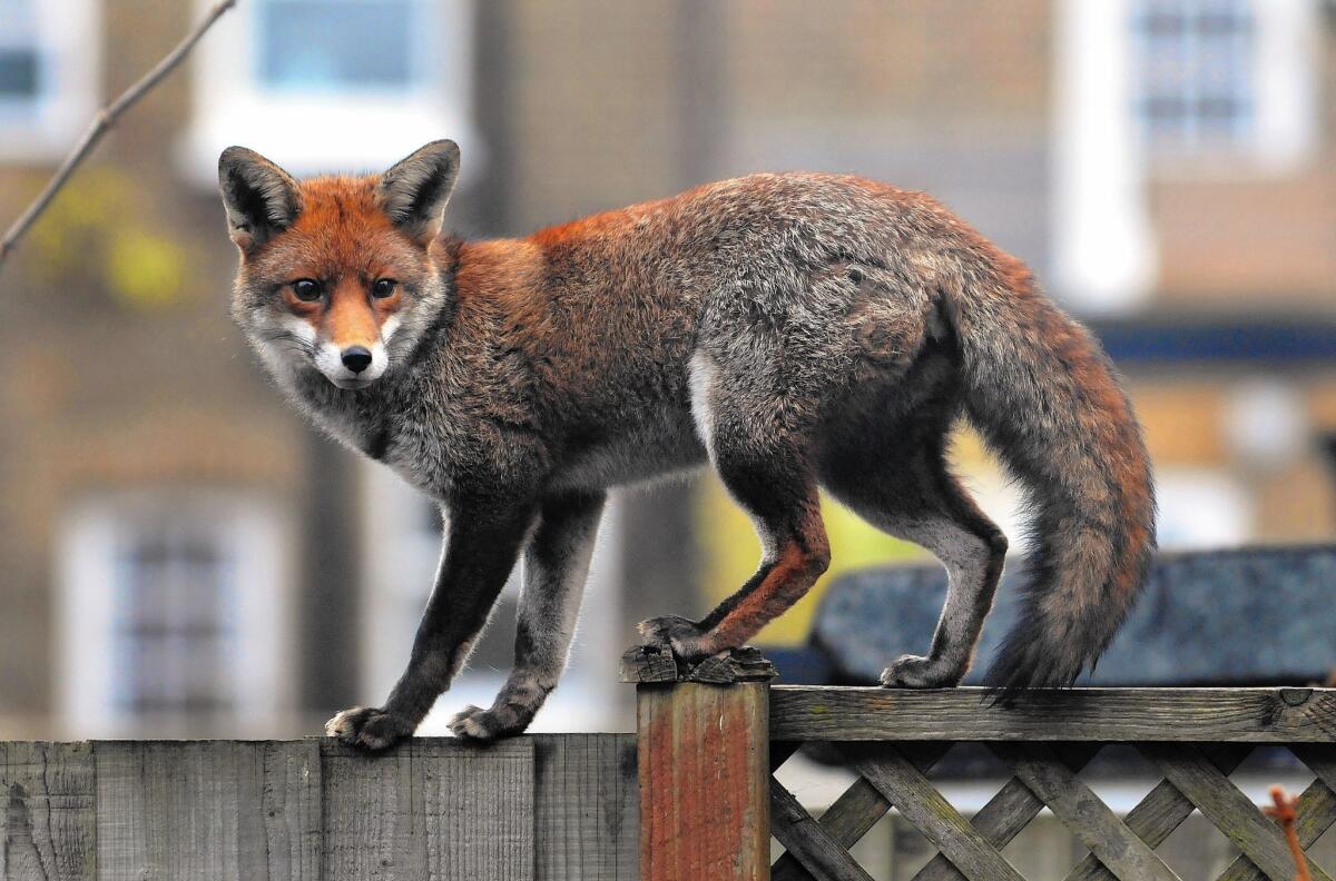 A fox walks along a garden fence in West London. In the years between the two World Wars, Britain’s suburbs pushed deep into the fox’s natural habitat in the countryside, and many foxes in turn headed for the inner city.