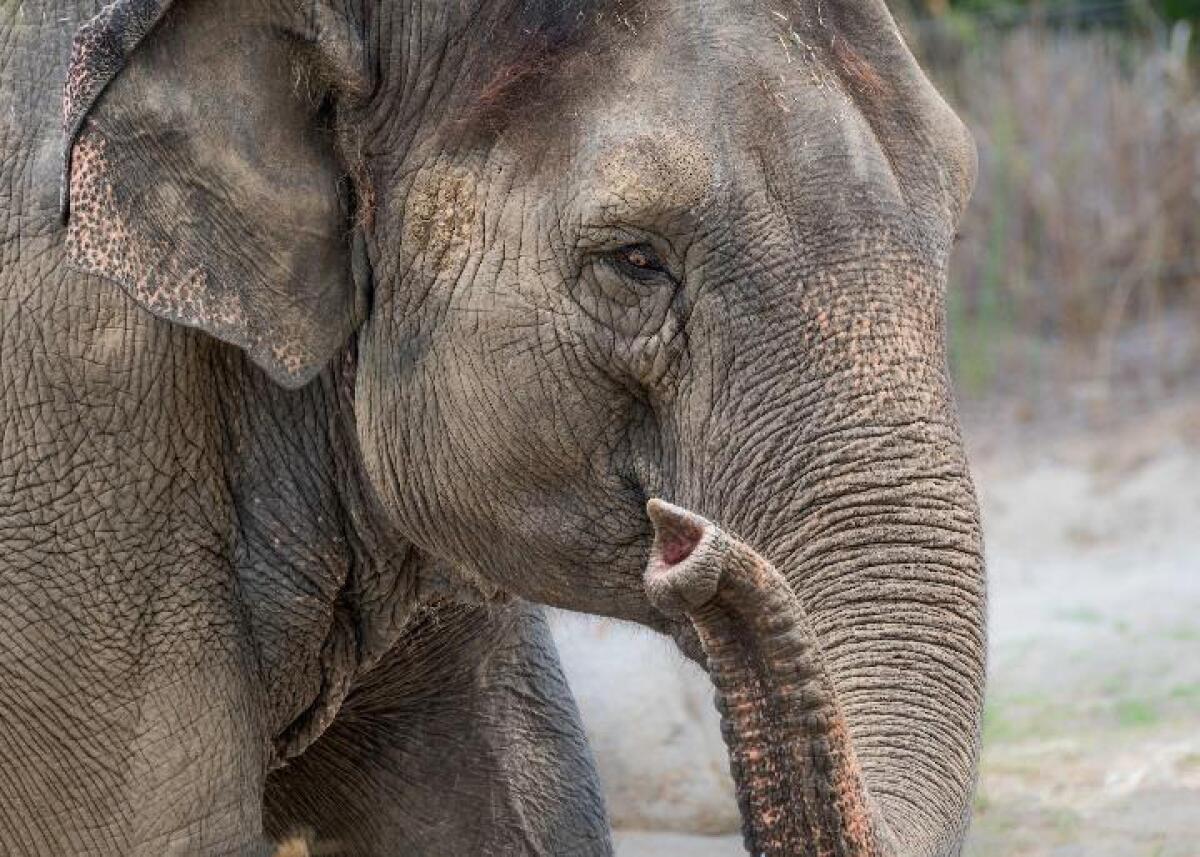 Closeup of an elephant's face. 