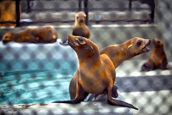 Rescued sea lions