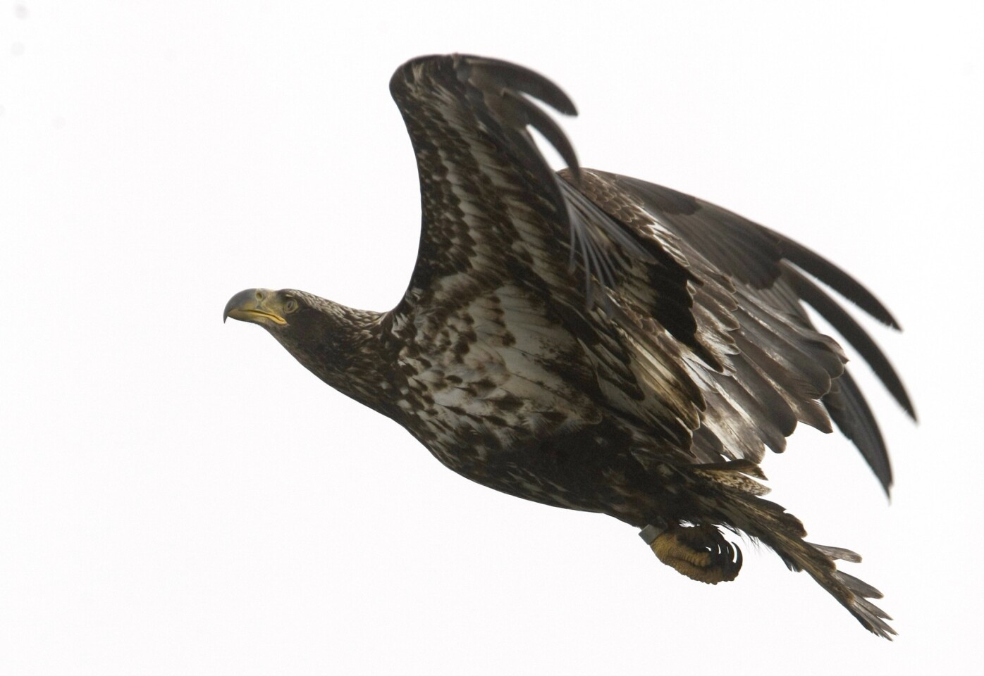 Photo Gallery Rare Sighting Of A Bald Eagle At Bolsa Chica