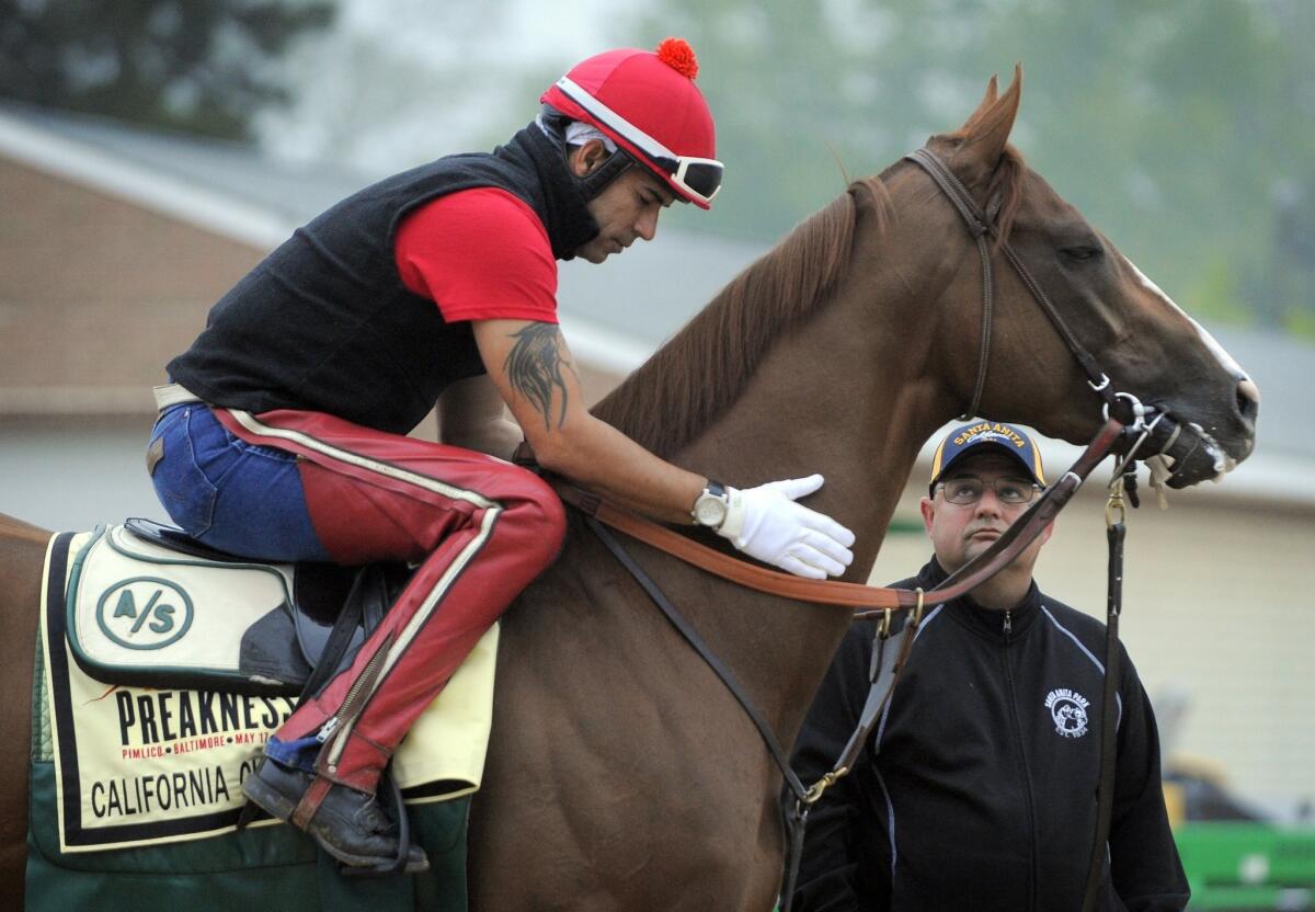 California Chrome works out with exercise rider Willie Delgado and assistant trainer Alan Sherman before a morning workout at Pimlico Race Course in Baltimore ahead of the 139th Preakness Stakes.