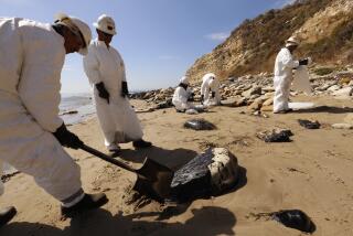 REFUGIO STATE BEACH, MAY 20, 2015 - Crews from West Coast Environmental bag oiled sand on the beach as a clean-up operation began at Refugio State Beach Wednesday morning, May 20, 2015, after a ruptured pipeline near Santa Barbara leaked an estimated 21,000 gallons of crude oil. (Al Seib / Los Angeles Times)