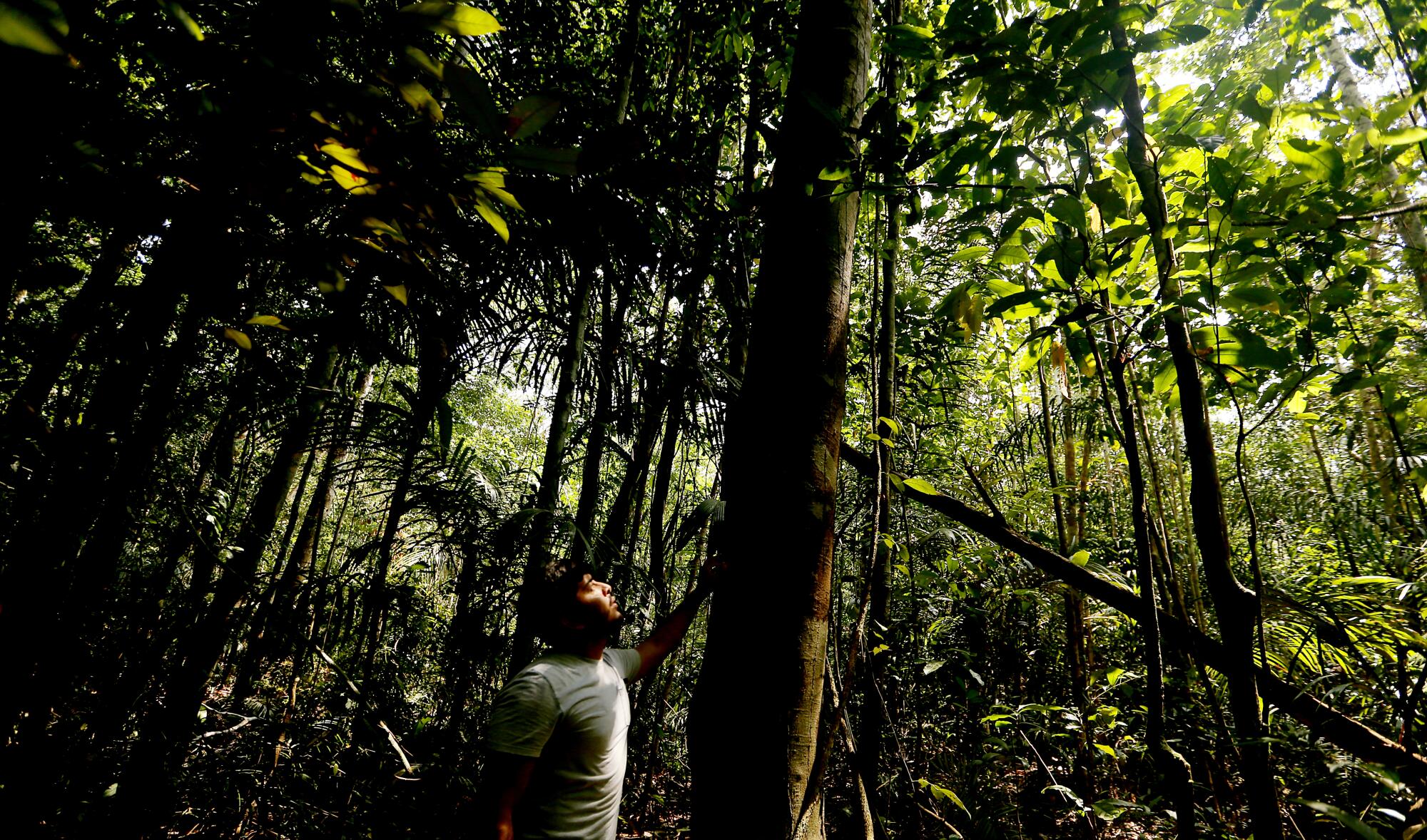 A person looks up a tree in a jungle.