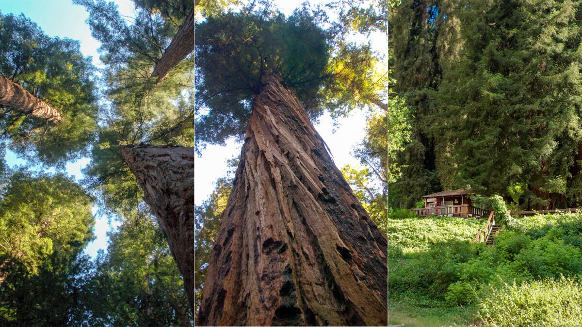 Some of the largest trees in Henry Cowell Redwoods State Park, left and center, may be 1,500 years old. Redwoods also tower above Fern River Resort, right.