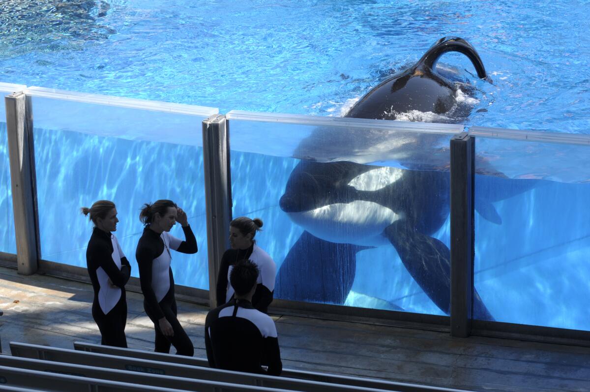 Killer whale Tilikum, right, watches as SeaWorld Orlando trainers take a break during a training session on March 7, 2011.