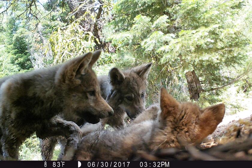 Wolves from the Lassen pack in 2017.