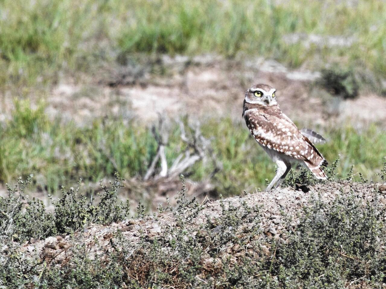 A burrowing owl hunts for prairie dogs in the heart of the American Prairie Reserve. Unlike other owls that typically fly while hunting, the burrowing owl’s long legs allow it to spring along the ground after prey.