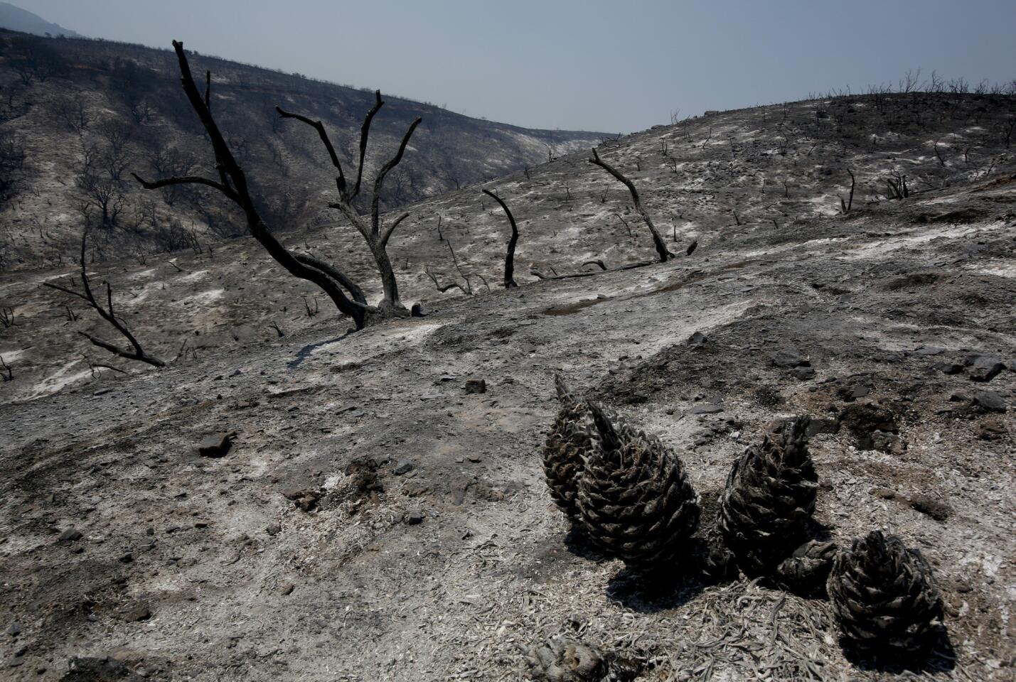 Scorched Hillsides