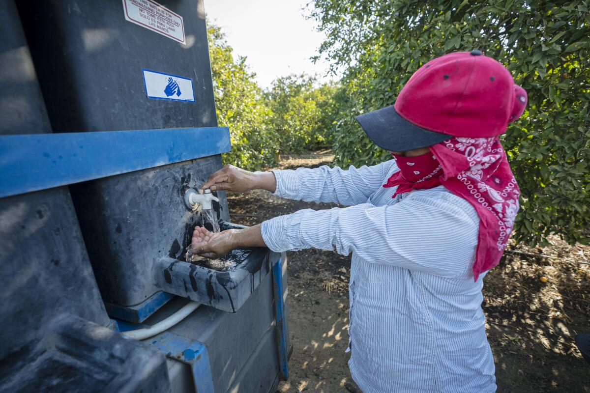 Una trabajadora agrícola se lava las manos en un huerto de naranjos en Visalia.
