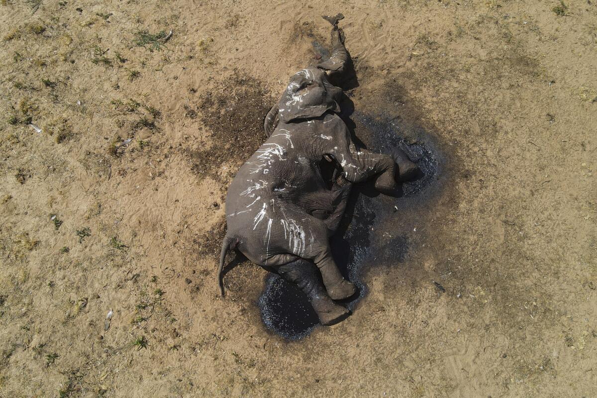 An elephant lies dead.