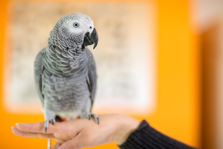 Opt Parrot Parrot Ownership: Pros, Cons and What to Expect Before You Buy - Los ...