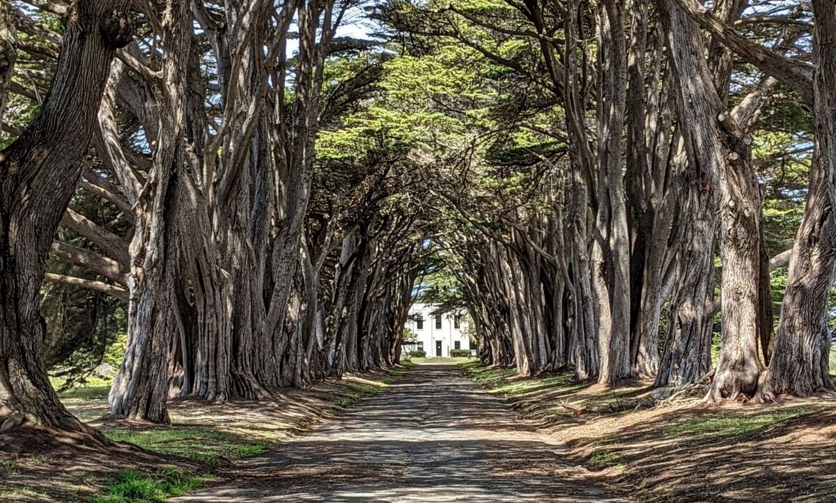 The Cypress Tree Tunnel at Point Reyes National Seashore