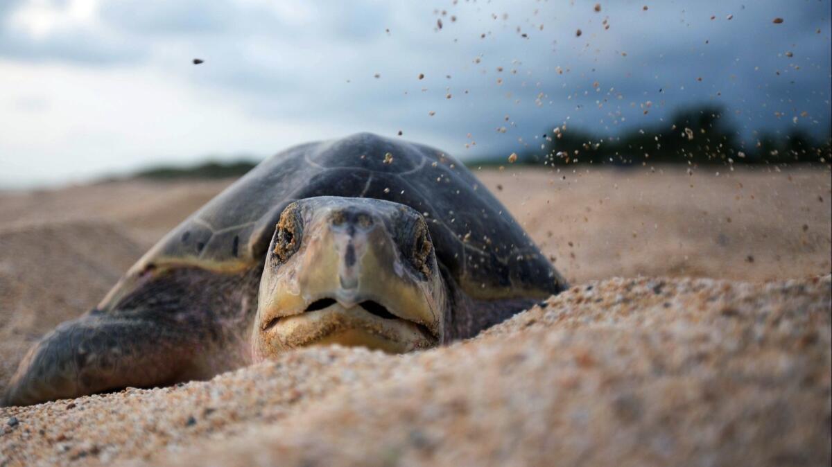 An olive ridley sea turtle arrives to spawn at Ixtapilla in Michoacan state.