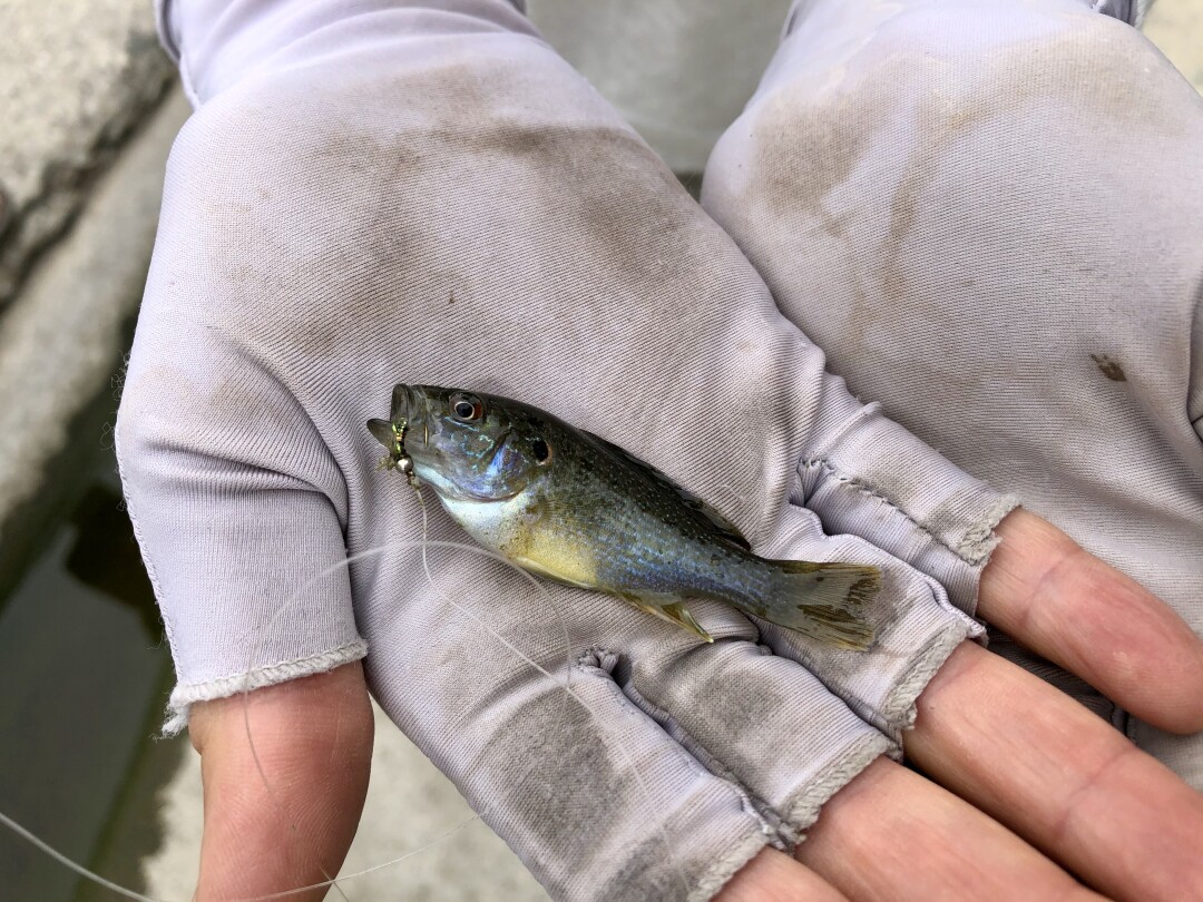 Karen Barnett holds a baby bluegill in her palm