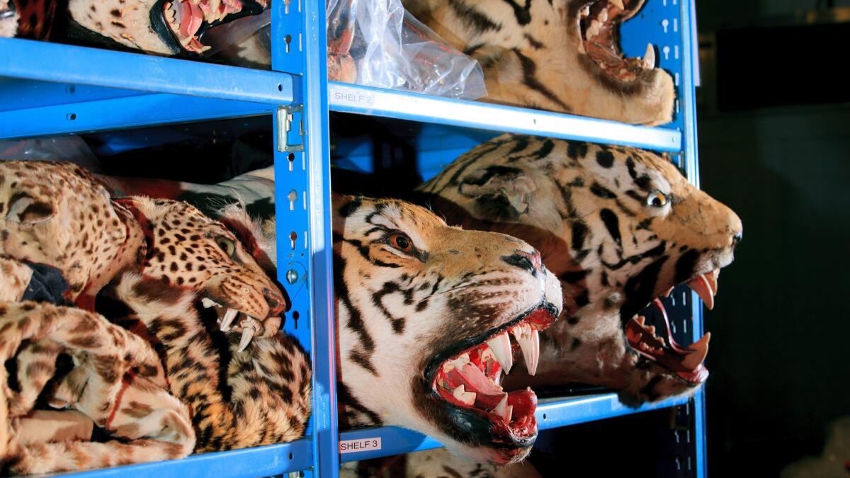 An aisle full of various cats inside the U.S. Fish and Wildlife Service National Wildlife Property Repository.