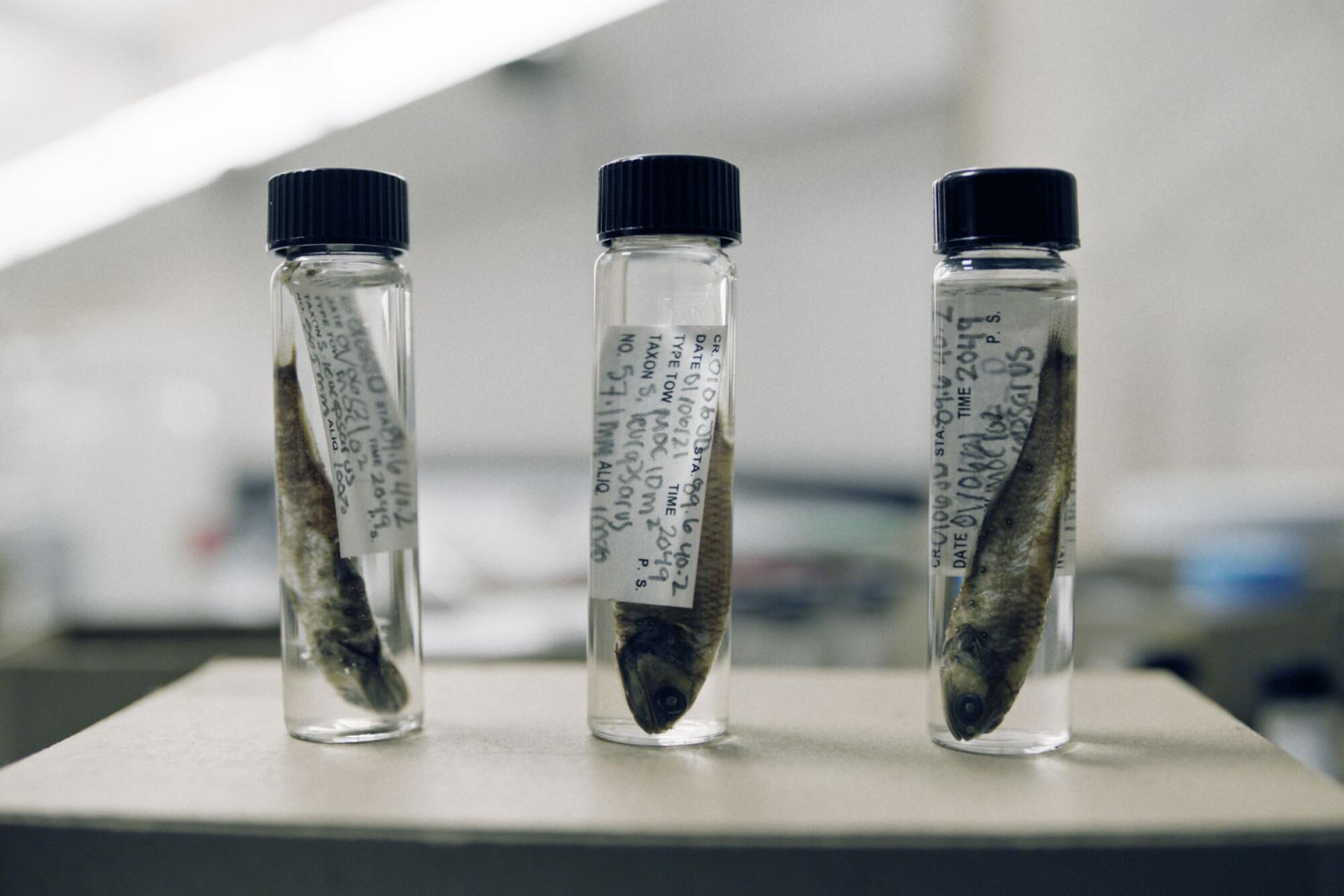 Three specimen jars each hold a tiny fish.