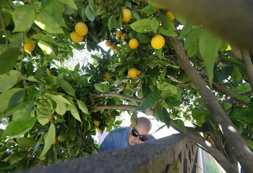 Homeowner Earle Davis picks a full ripe orange tree in the backyard of his Fountain Valley home.