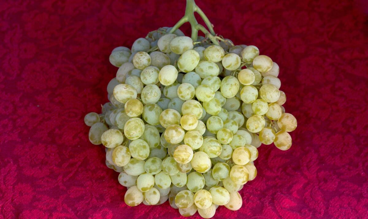 Thompson seedless grapes