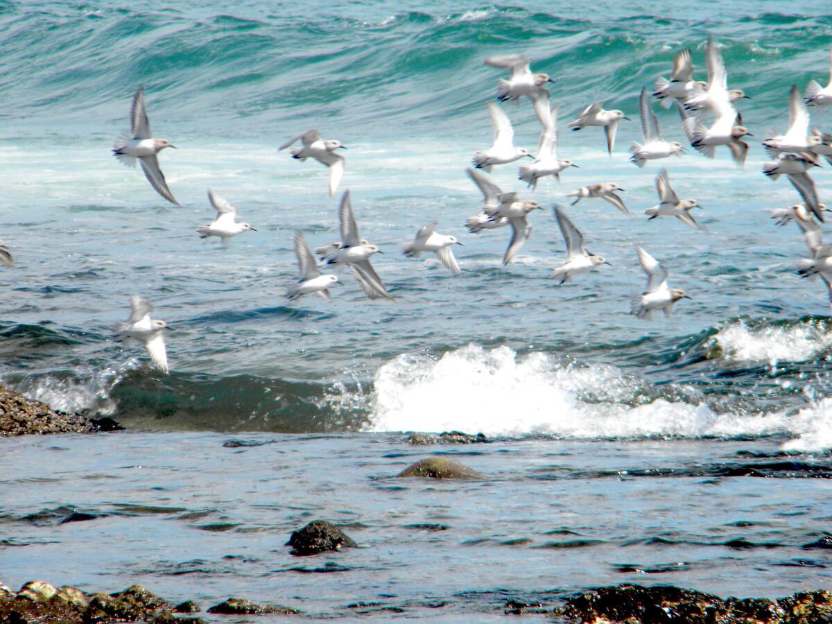 A flock of birds take flight at Malibu Lagoon State Beach.
