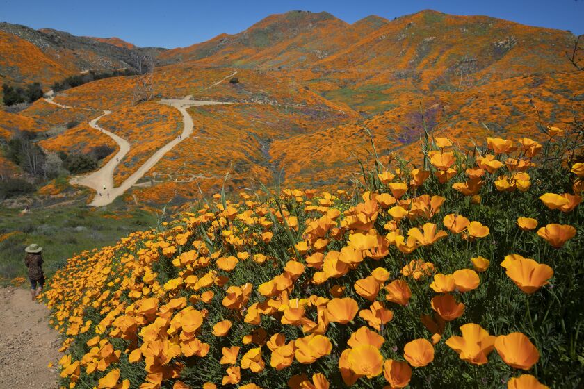 Poppies are abundant as visitors take in the scenery of the super bloom in Walker Canyon in Lake Elsinore.