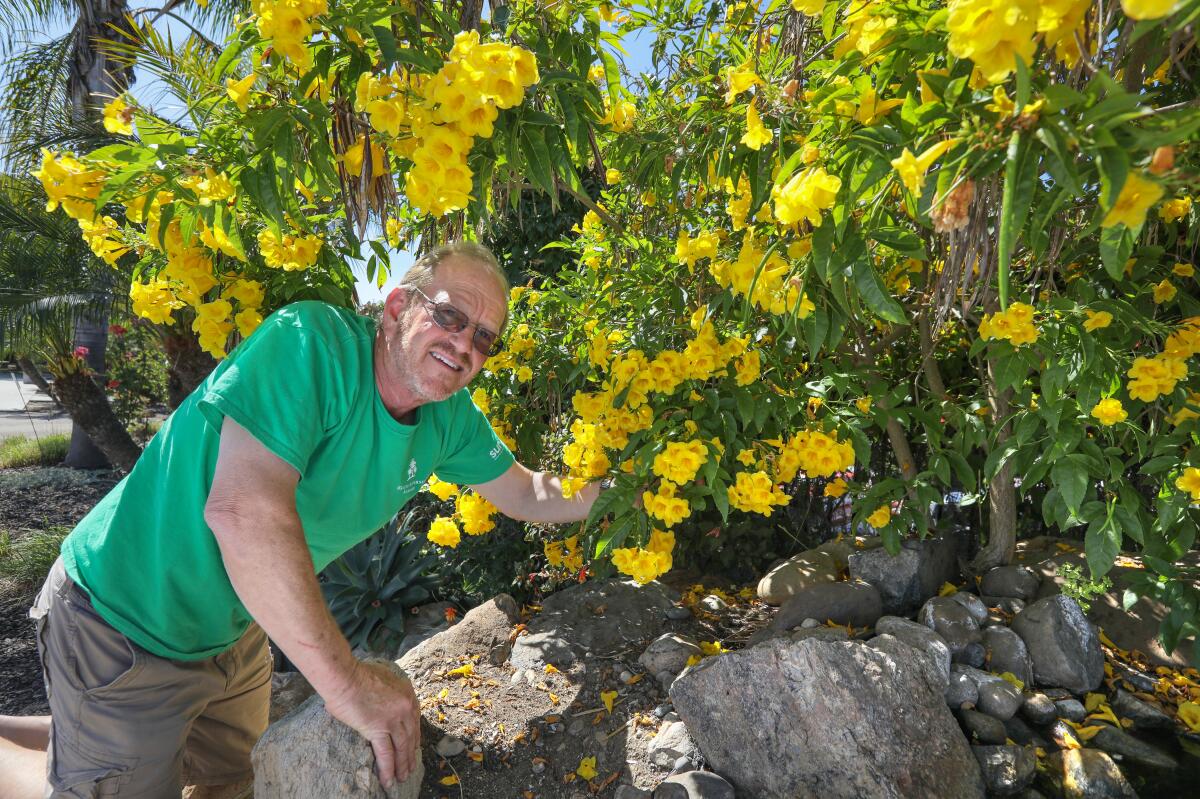 David Ross, manager at Walter Andersen Nursery in Poway, with a large Yellow Bells plant growing at the nursery.