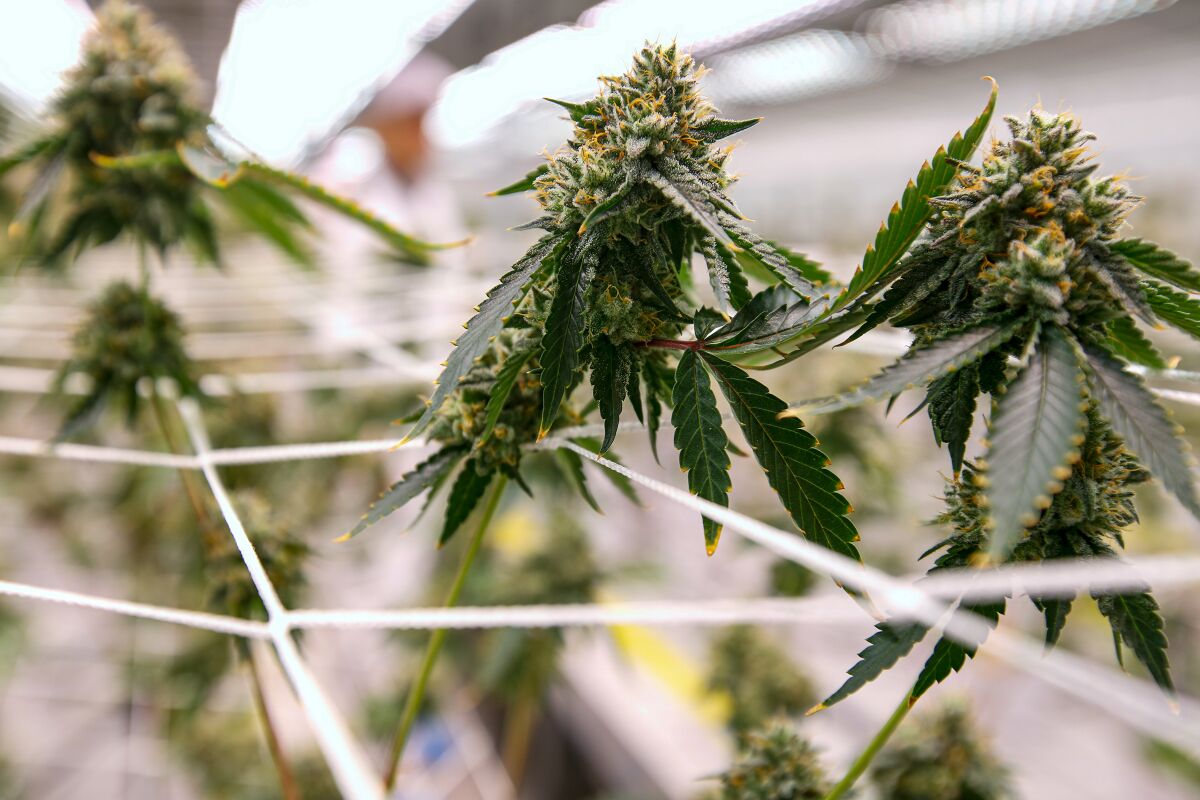 Cannabis grows inside one of Vertical Companies greenhouses in Needles in 2019.