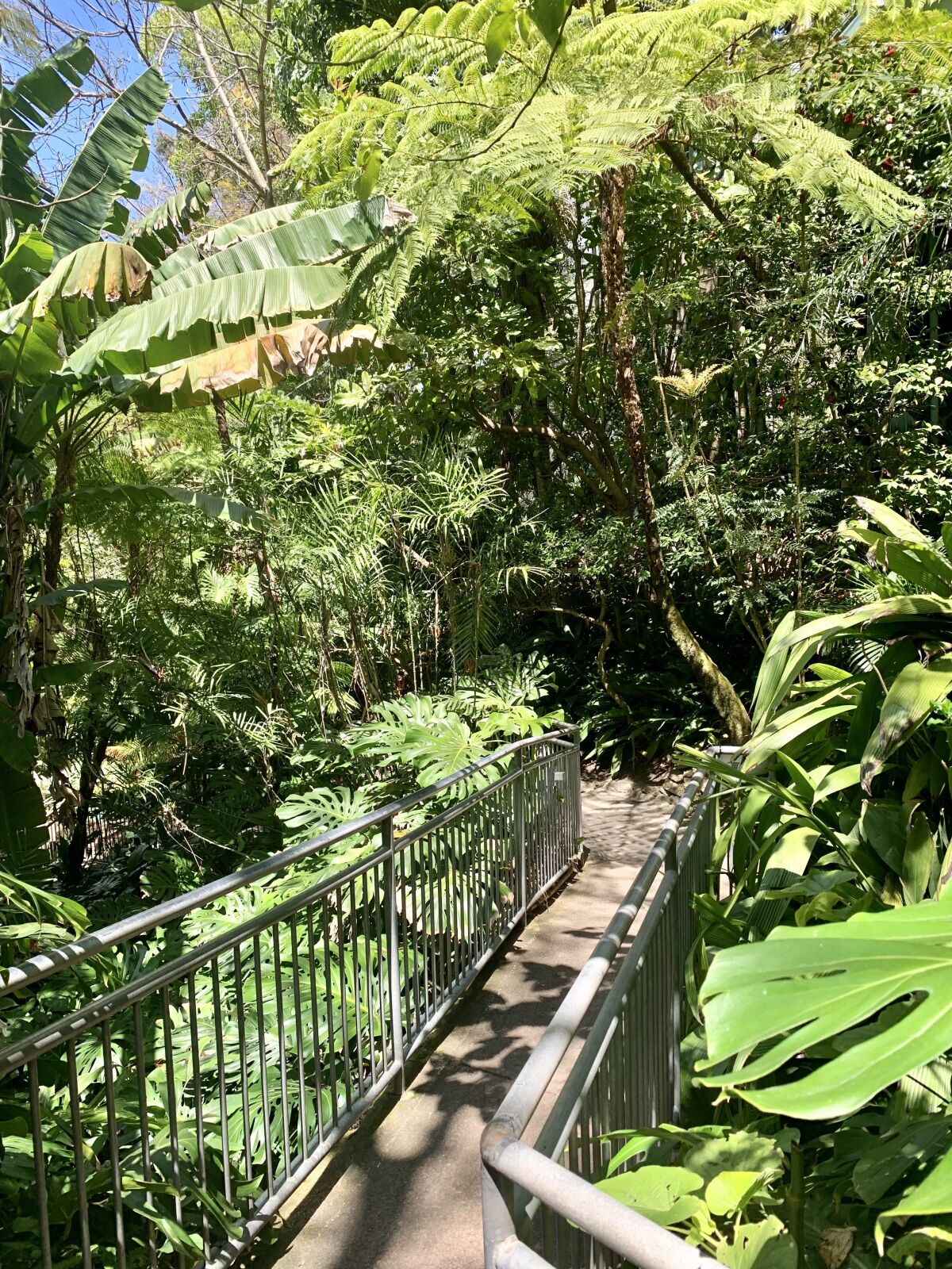 A pathway winds through diverse plantings in shady Fern Canyon at the San Diego Zoo.