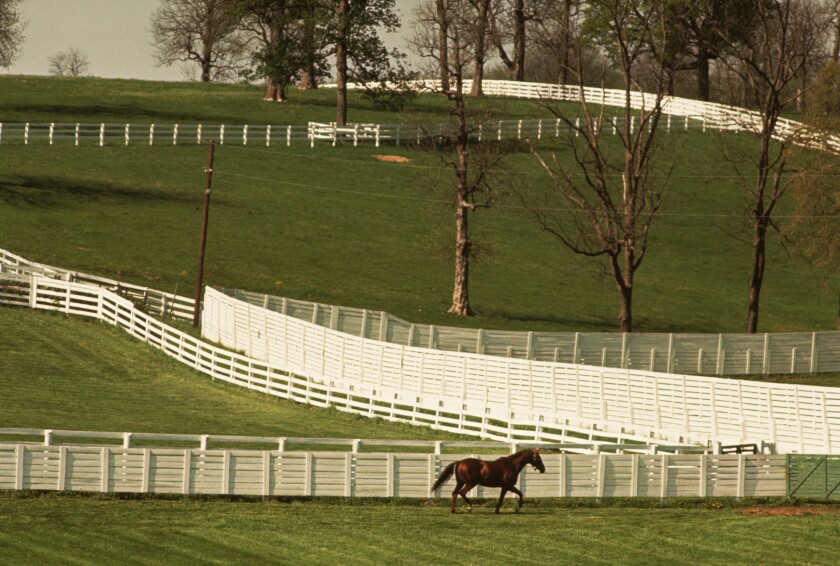 Stallion in a Paddock