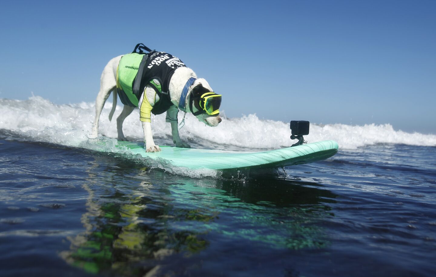 Faith, an American pitbull terrier, rides a wave in the medium division of the Helen Woodward Animal Center's 16th annual Surf Dog Surf-A-Thon.