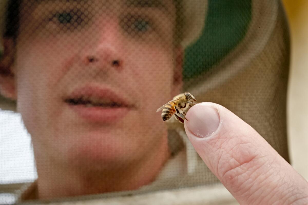 A bee sits on the finger of HoneyLove founder and beekeeper Rob McFarland, who keeps a hive on the roof of his Del Rey home.