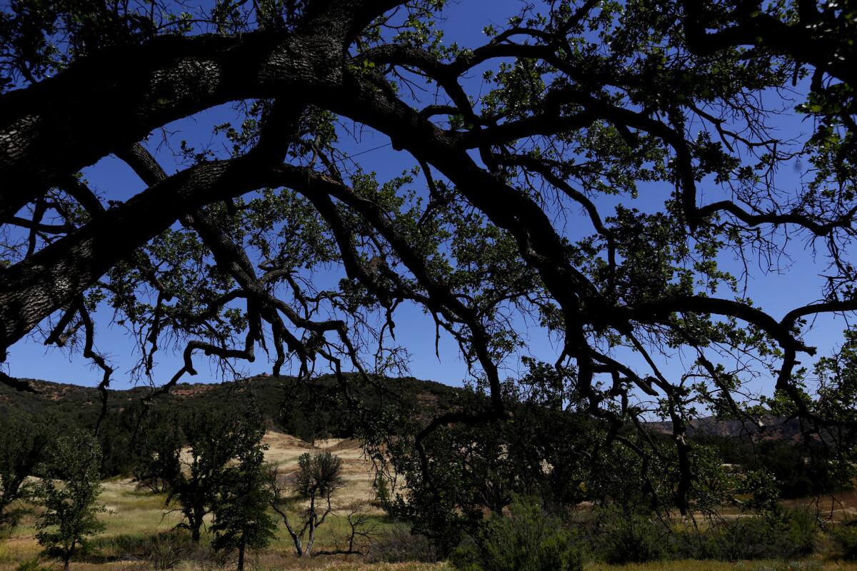 An oak in Witches' Wood beside Medicine Woman Trail.