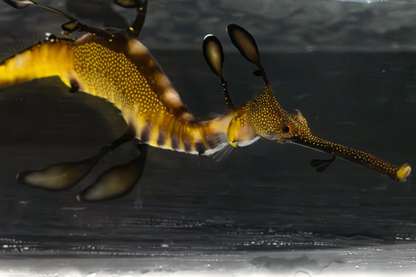 Five juvenile Weedy Seadragons are making their public debut.