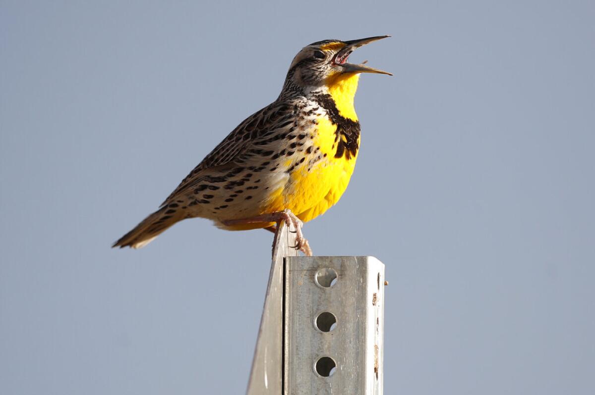 ARCHIVO - En imagen de archivo del 14 de abril de 2019, un pradero gorjeador en el Refugio Nacional de Fauna Rocky Mountain Arsenal en Commerce City, Colorado.