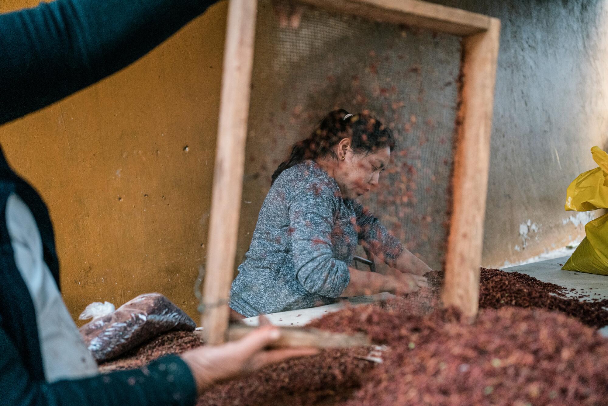 A woman has a screen and uses her hands  to pick through brown  grasshoppers 