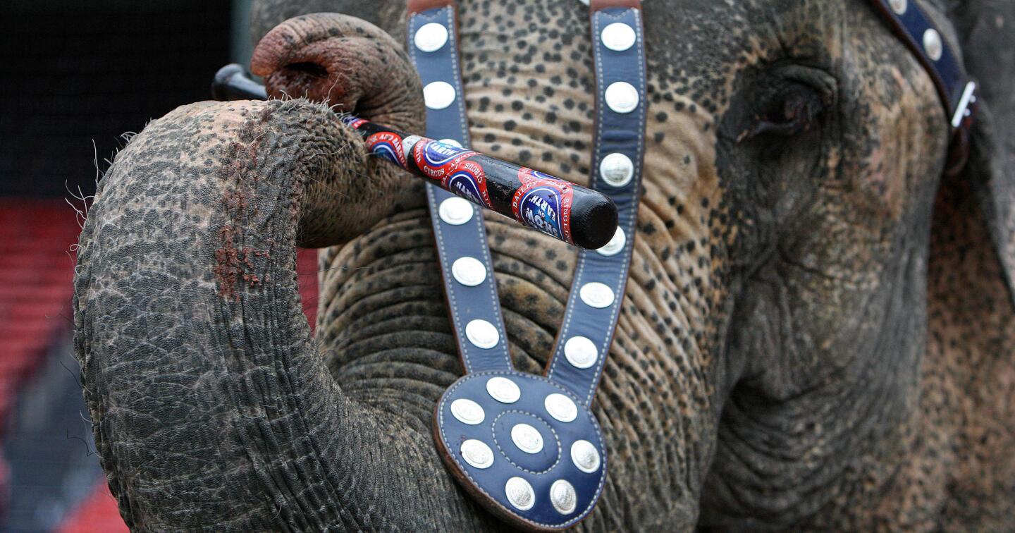 Duchess, a 42-year-old elephant from the Ringling Brothers Circus at Fenway Park in Boston.