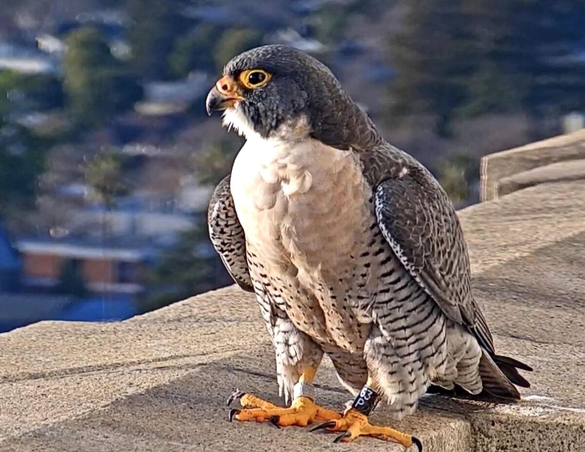 A falcon with an identifying tag on its leg.