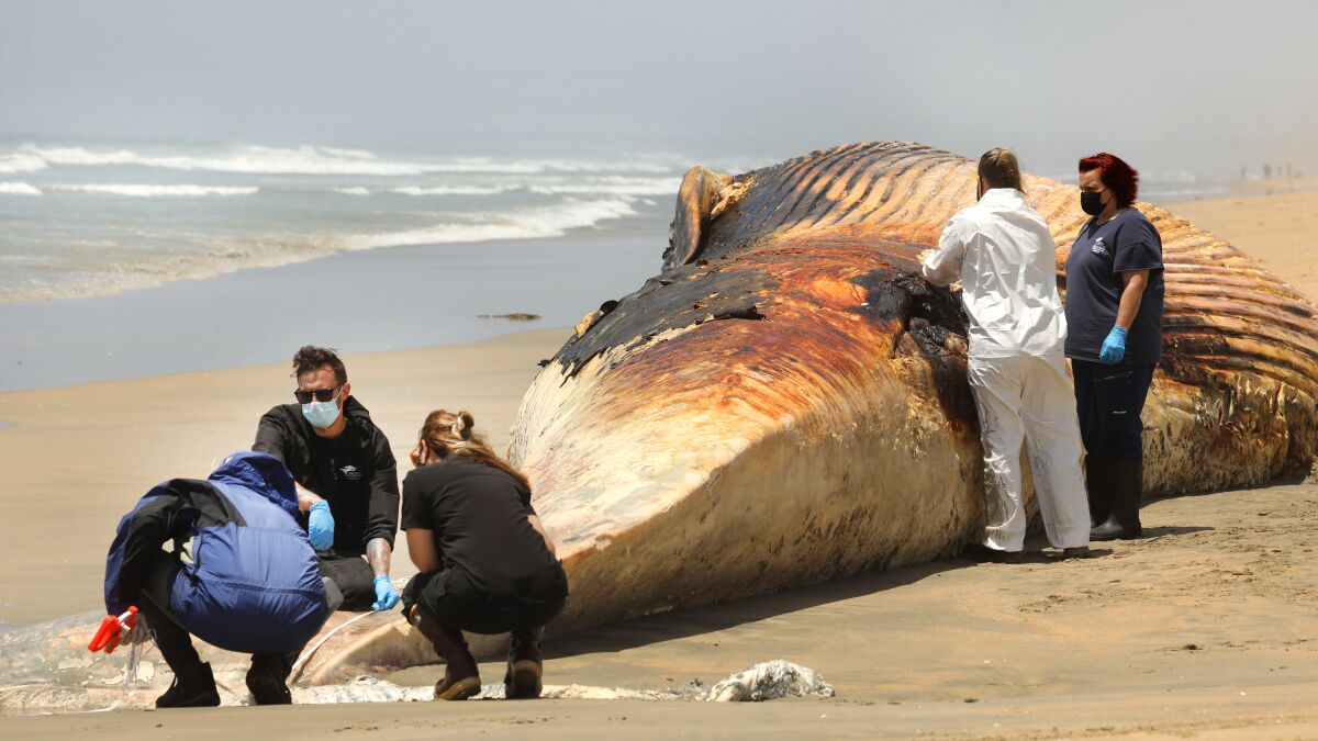 Ballena acercándose a la playa