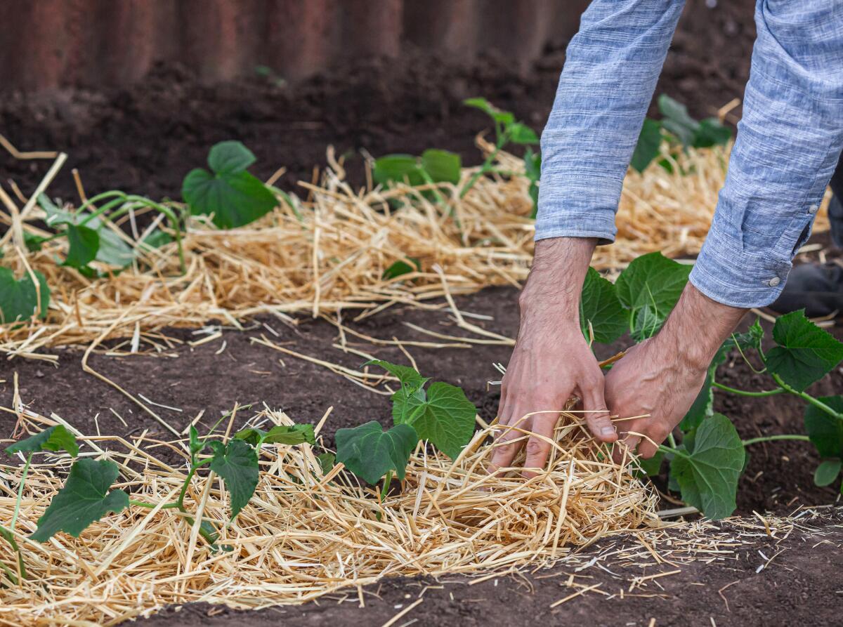 Gardener covers young cucumber plants with several inches of straw mulch.