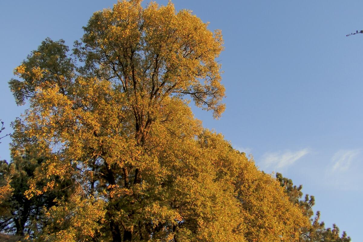 A photo of a Black Oak tree on the Observatory Trail, Palomar Mountain.