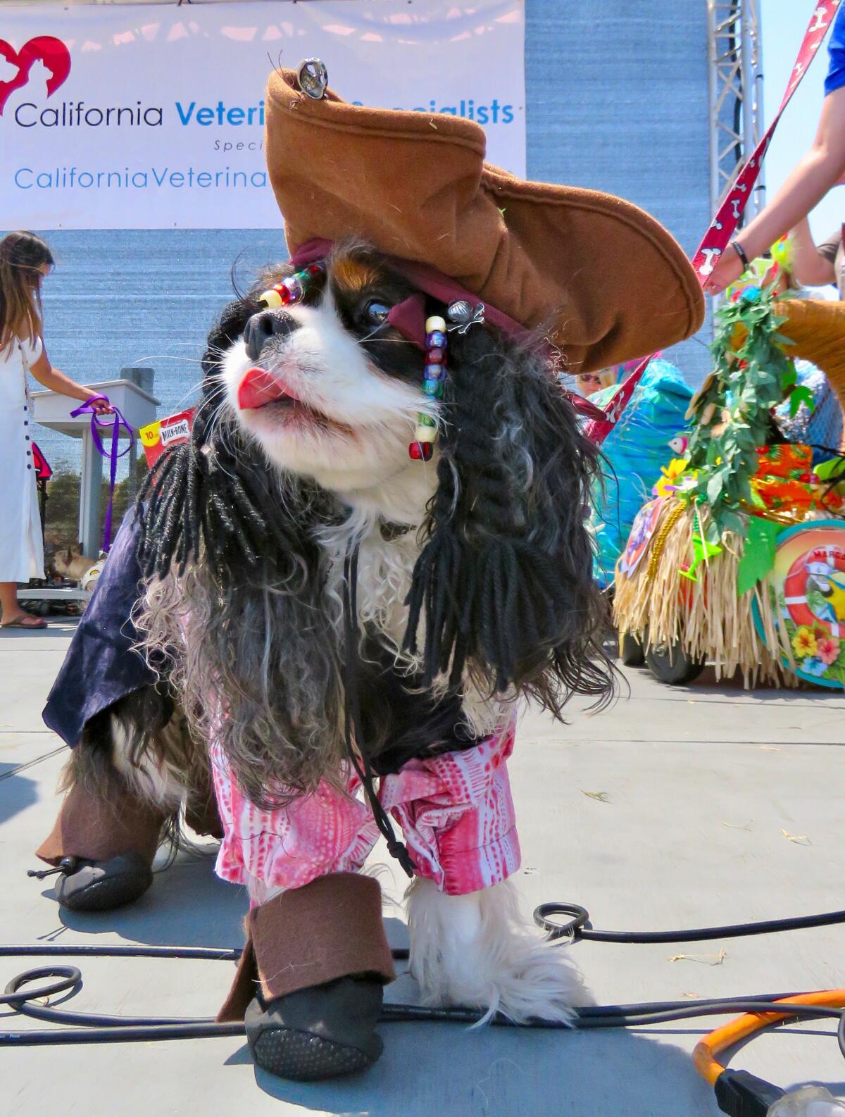 A previous Cardiff Dog Days of Summer contestant.