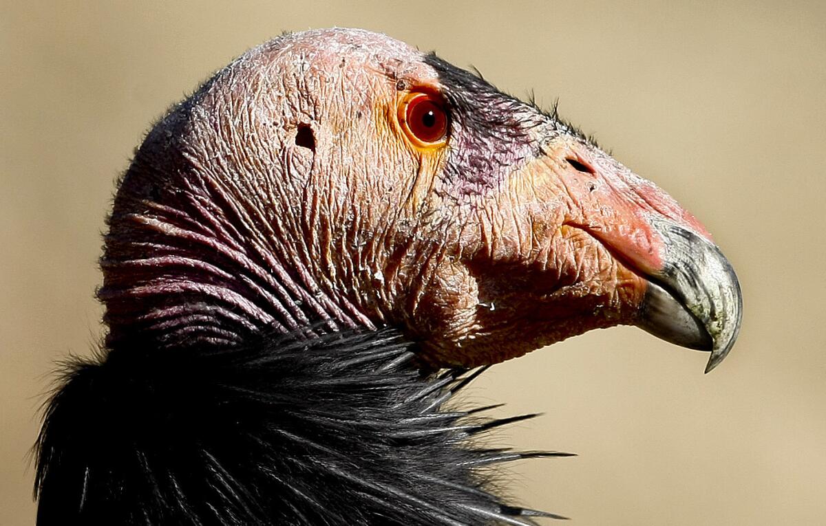 Almiyi, a California condor like the bird in this file photo, has cancer and is being treated at the San Diego Zoo Safari Park.