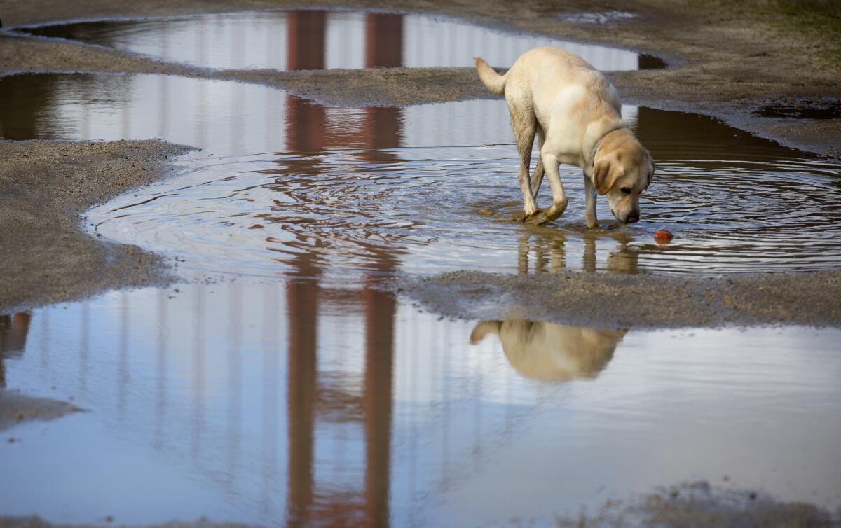The Golden Gate Bridge in San Francisco is reflected in a puddle Jan. 23.