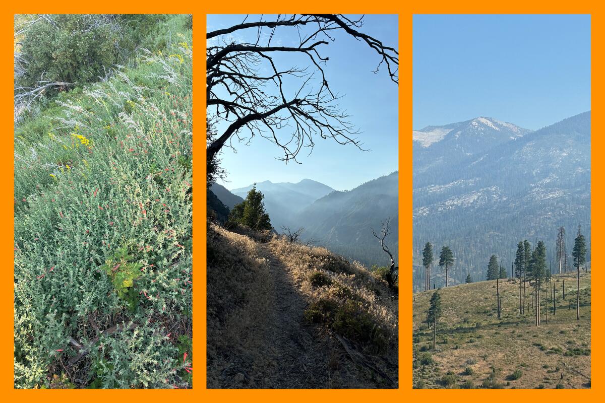 Three photos: wildflowers bloom; a dirt path with brown flora, mountains; sparse trees on a hill, mountains in the distance.