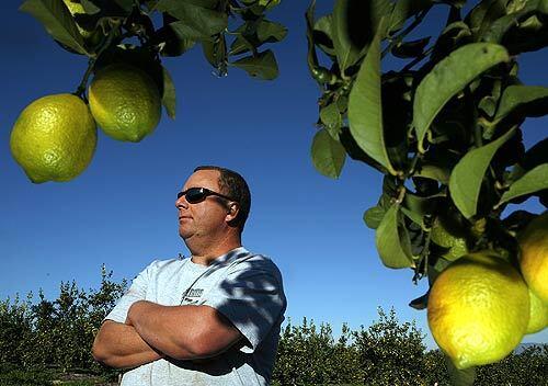 Fallbrook, Calif., grower Carl Kessel is using low-flow and reduced-flow devices in his irrigation systems in hopes of reducing water use by 50% on his farm of 3,100 lemon trees. The state recently began to enforce a 30% cutback in agricultural water deliveries, prompting Southern California growers to devise methods to ease the reduction.