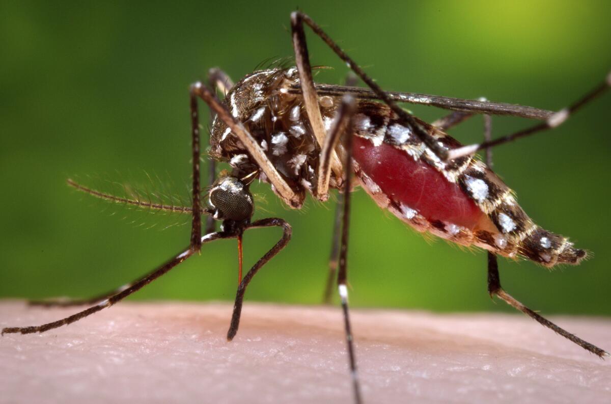 The Los Angeles County Vector Control District is warning residents to safeguard their homes against mosquito infestation.