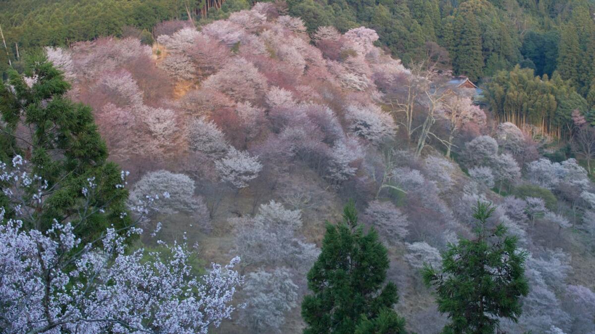 Japanese cherry trees in bloom on Mt. Yoshino in Yoshino city, Nara Prefecture, Japan. Mt. Yoshino, a UNESCO World Heritage site, has been one of the country's most famous cherry blossom viewing spots for more than 1,300 years.