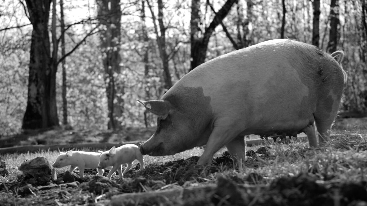 A sow follows her piglets