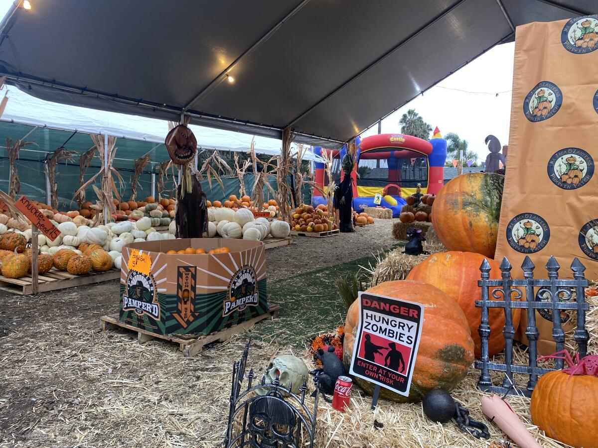 The Mr. Jack O'Lanterns Pumpkin Patch is open at 6710 La Jolla Blvd. through Sunday, Oct. 31.