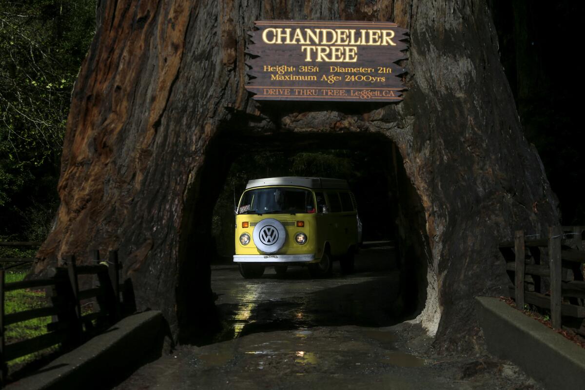 The tunnel cut through Chandelier Tree with a Volkswagen van about to nose through it. 