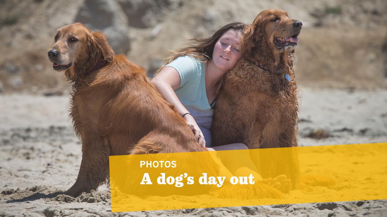 Kearson Siddell, 18, of La Habra, spends a quiet moment petting golden retrievers Lexi, right, and Buddy at Huntington Beach Dog Beach.